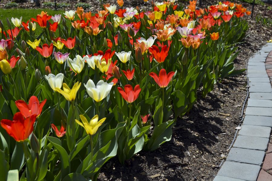 Growing Tulips Outdoors or in a Pot