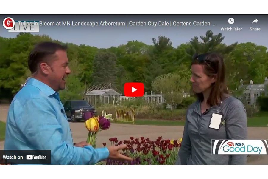 VIDEO: Tulips in Bloom at MN Landscape Arboretum | Garden Guy Dale