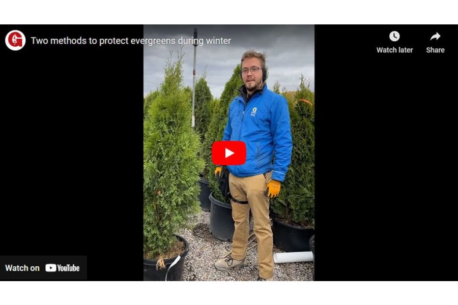 VIDEO: Two Methods to Protect Evergreens During Winter