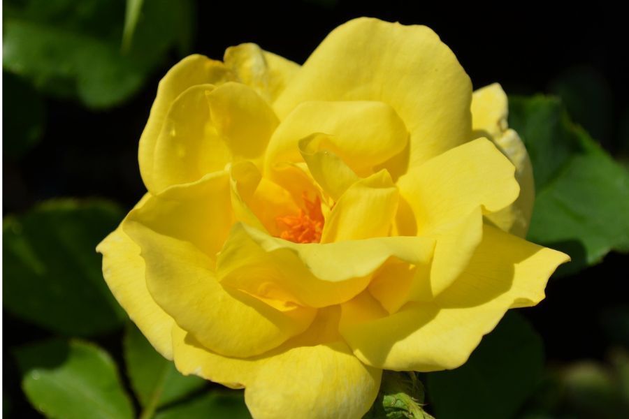 What Type of Rose Should I Plant?