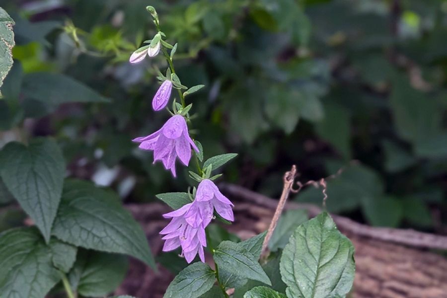 The Garden Scoop - Creeping Bellflower: Good or Evil