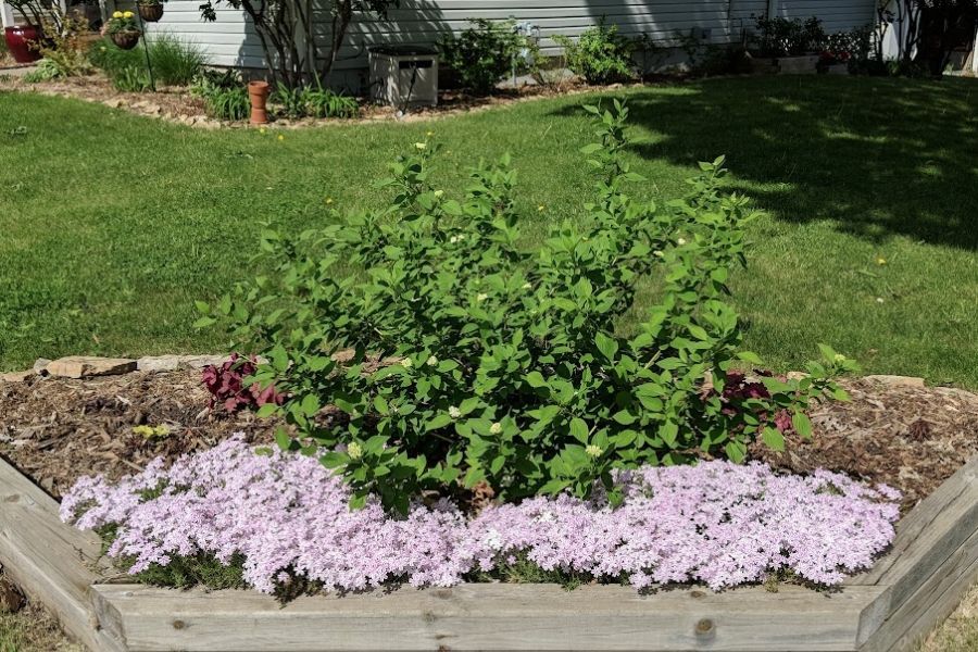 The Garden Scoop - 2025 Year of the Dogwood