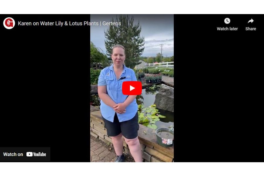 VIDEO: Karen on Water Lily & Lotus Plants