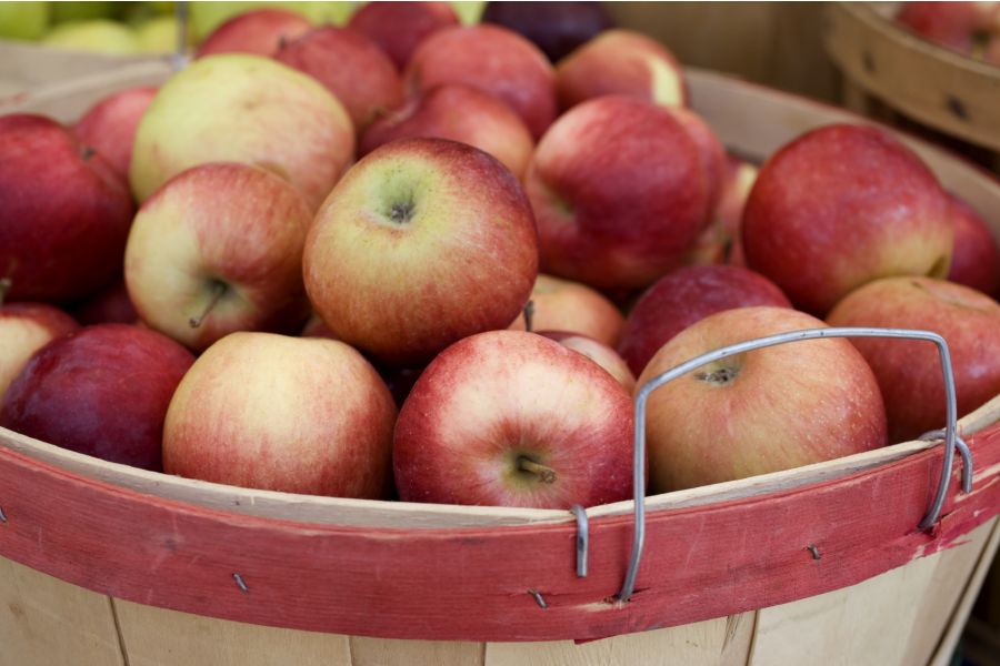 Minnesota Hardy Apples