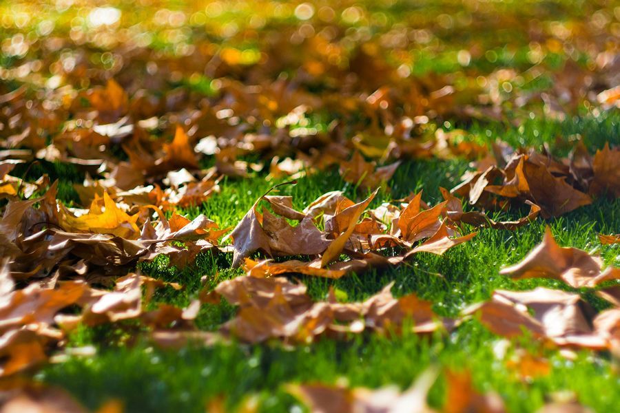 Tuesday Toolkit: Autumn Lawn Care Guide