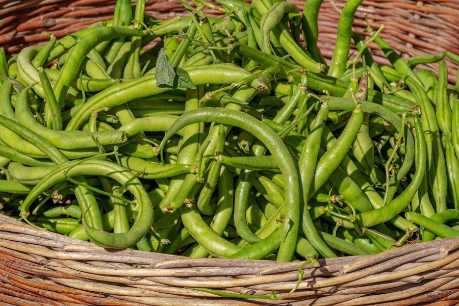 Growing Bush and Pole Beans