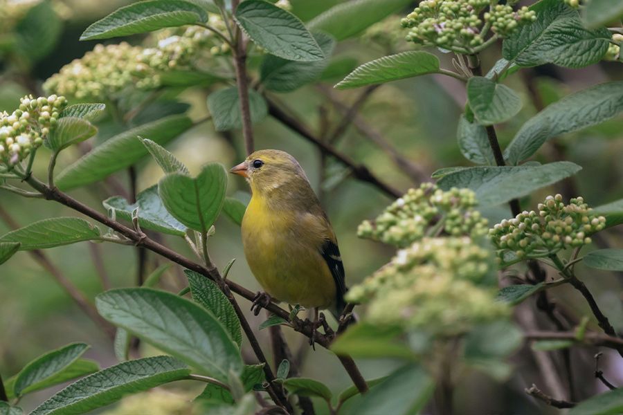 Tuesday Toolkit: Building a Bird-Friendly Backyard
