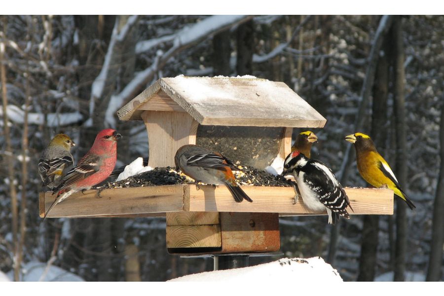 Bird Bath & Feeder Maintenance