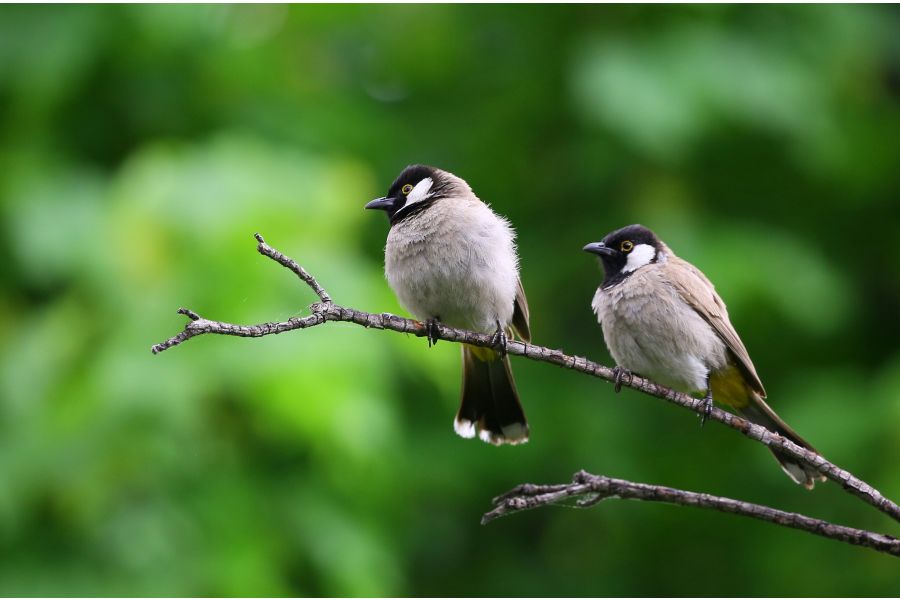 Attracting Nesting Birds in Spring