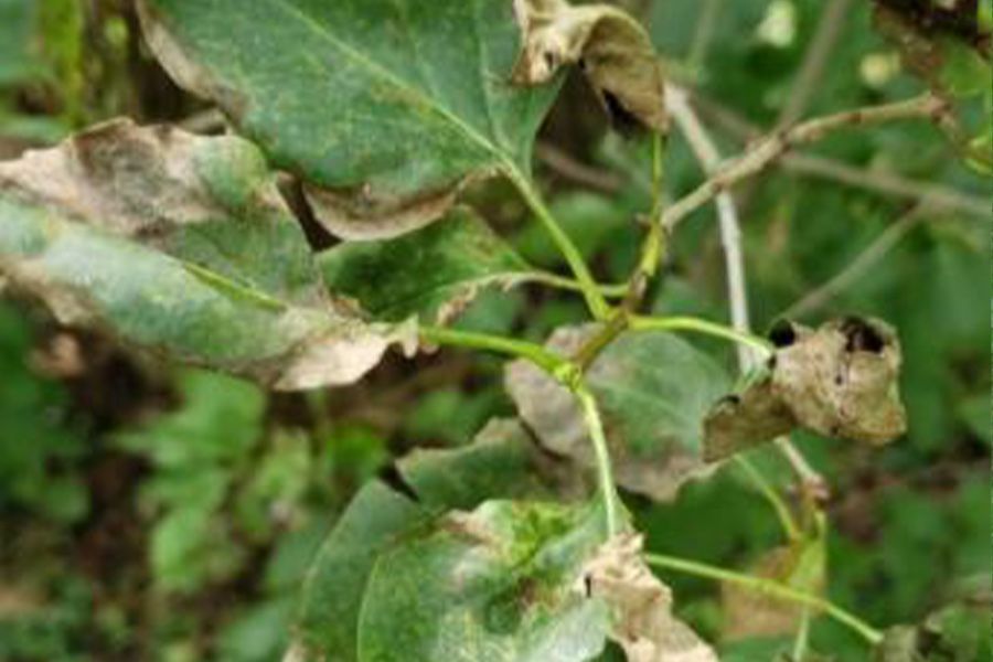 The Garden Scoop - Blight blues on Lilacs