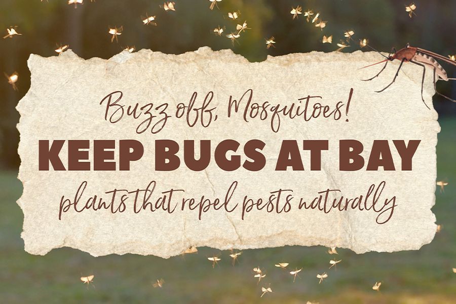 Tuesday Toolkit: Buzz off, Mosquitoes!