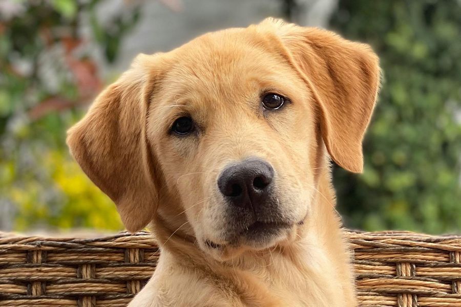 Tuesday Toolkit: Pet Friendly Plant Guide