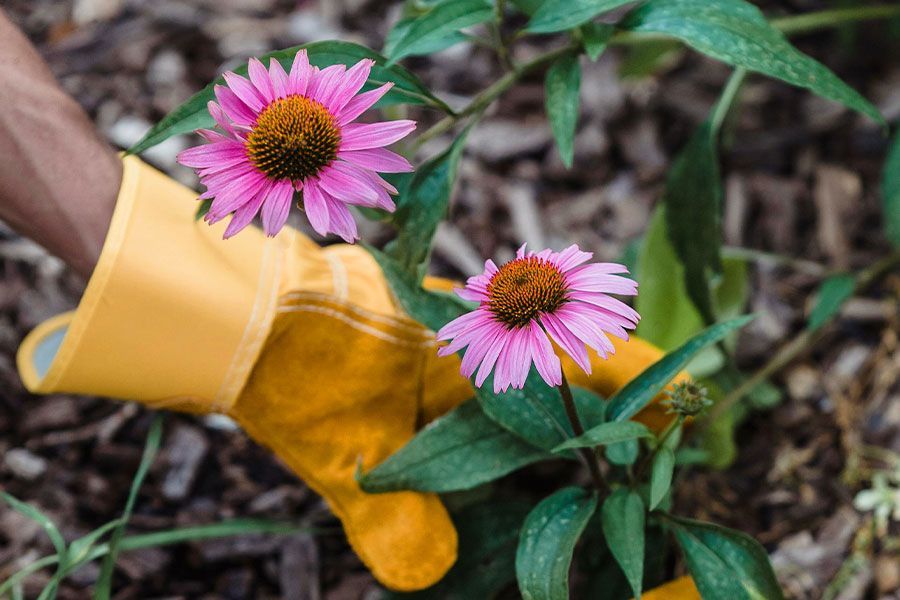 Tuesday Toolkit: Prepping for New Perennials