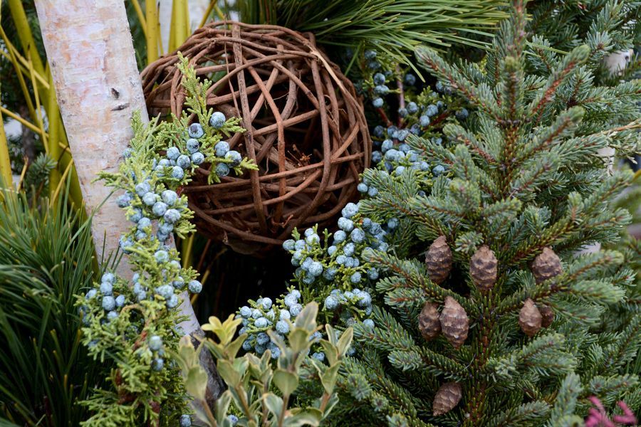 Tuesday Toolkit: Caring for Spruce Tip Pots