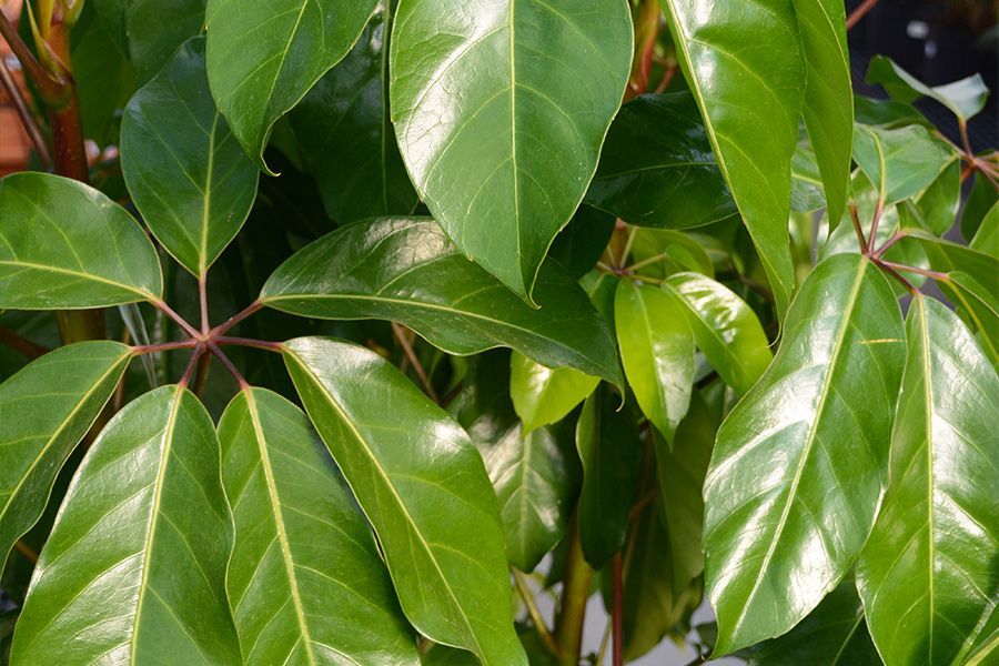 Tuesday Toolkit: Bring Those Houseplants In!