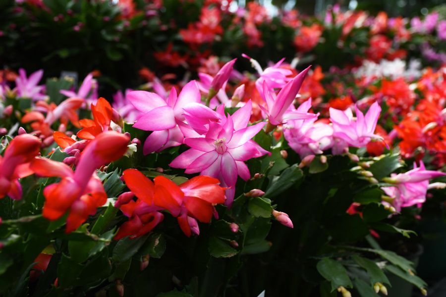 Tuesday Toolkit: What is the Christmas Cactus?