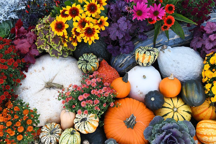 The Garden Scoop: Tis the Season of Curcurbita!