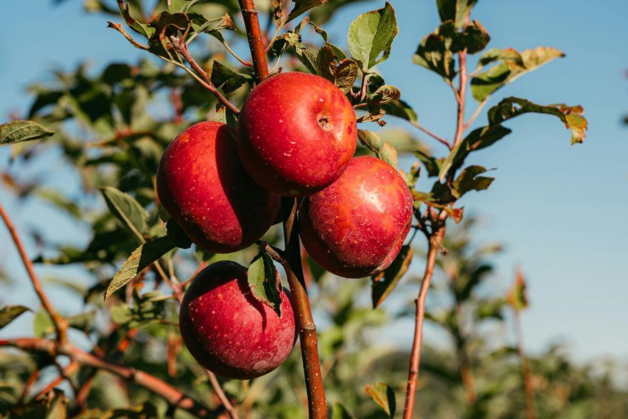 Tuesday Toolkit: Fruit Tree Benefits