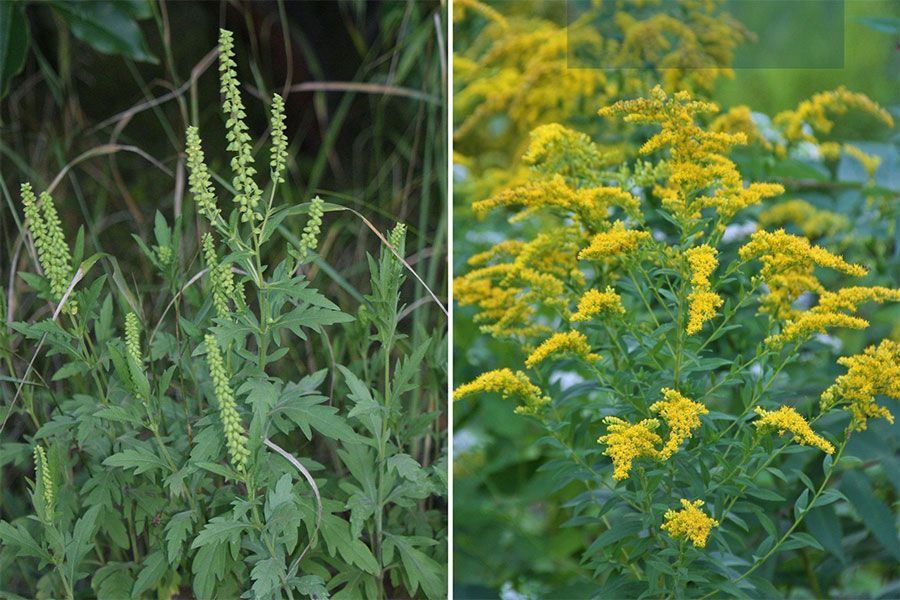 The Garden Scoop - Achoo! Goldenrod vs Ragweed
