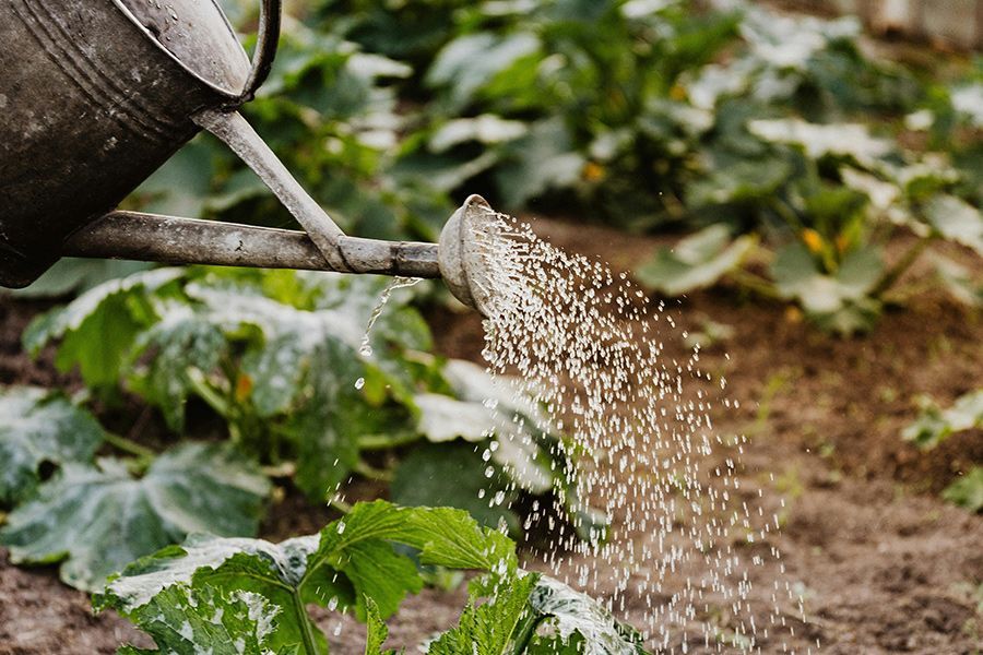 Tuesday Toolkit: Vacation Proofing your Plants!