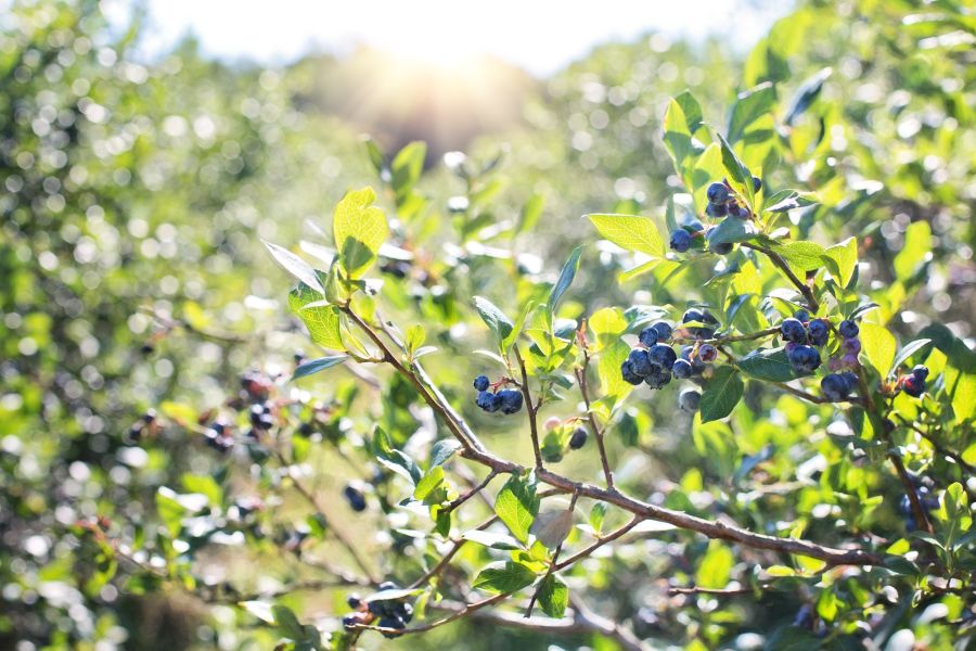 Blueberry Growing Basics