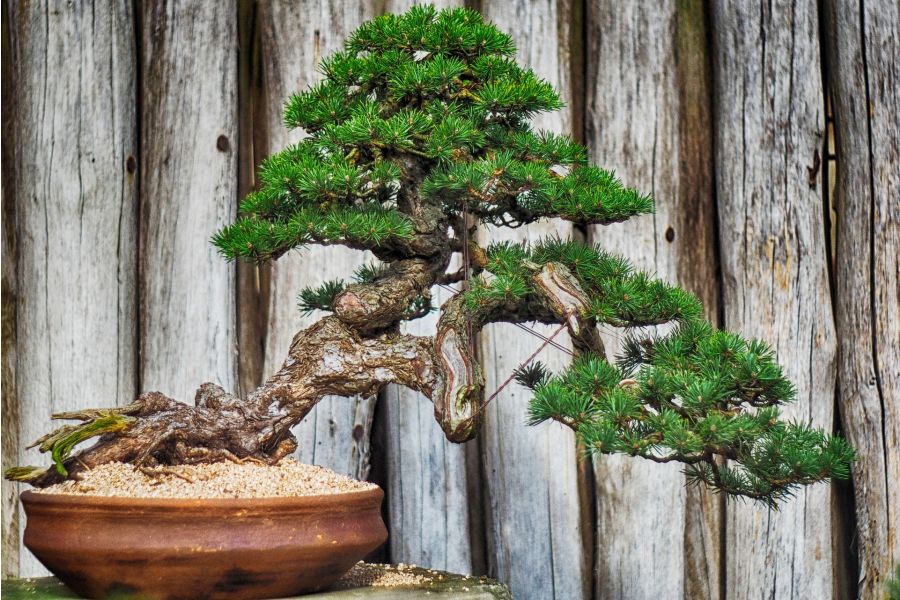 Bonsai Care Instructions for Beginners