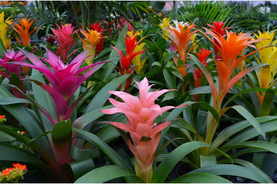 How to Grow and Care for Bromeliad Plants