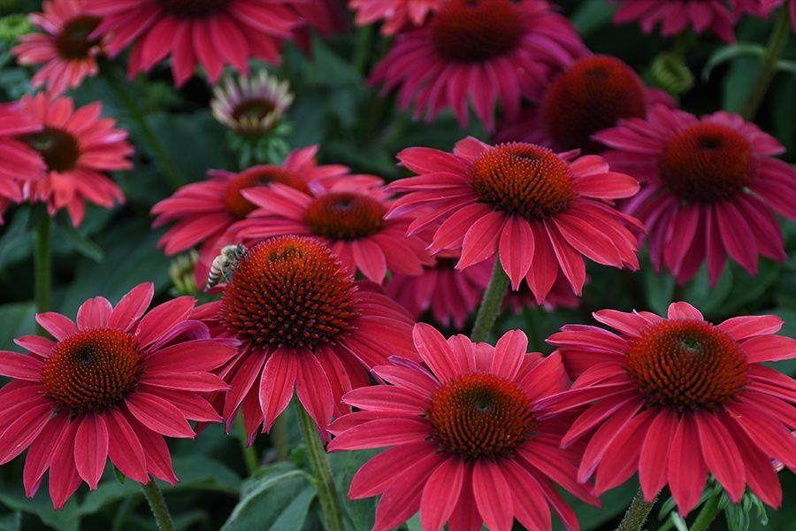 Tuesday Toolkit: Meet the Coneflowers