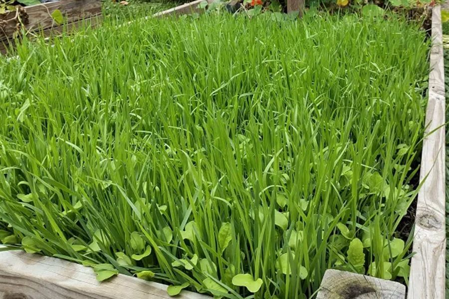 Top Ten Ways to Increase Soil Health 