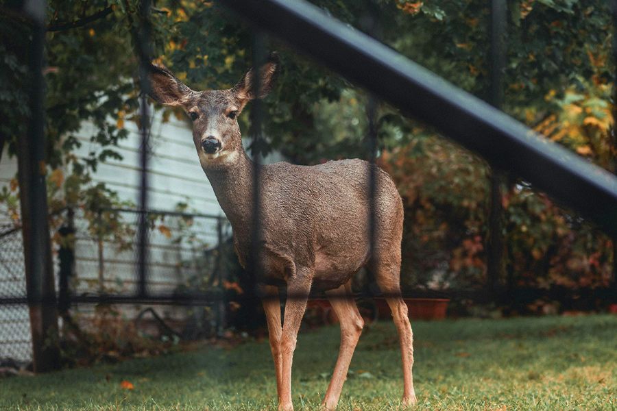 Tuesday Toolkit: Keeping Critters Out!