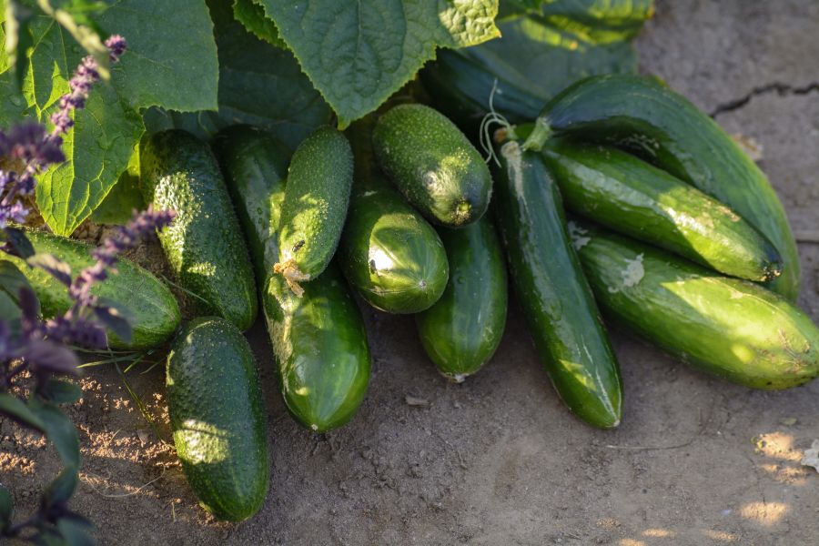 Cucumber Growing Basics