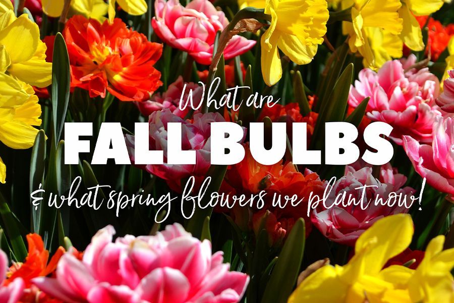 Tuesday Toolkit: What are Fall Bulbs?