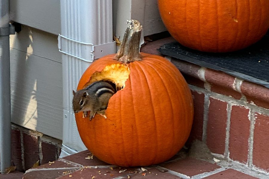 Tuesday Toolkit: Fall Plants Aren't Snacks!