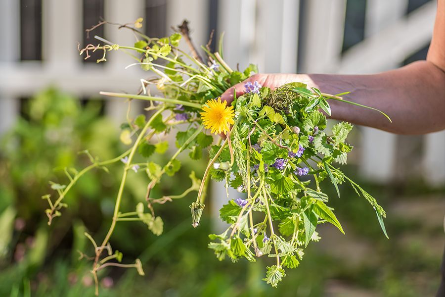 Tuesday Toolkit: Fixing 10 Common Lawn Issues