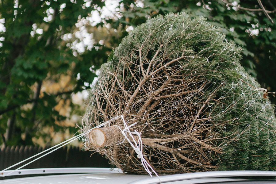 Tuesday Toolkit: Fresh vs. Faux Christmas Décor