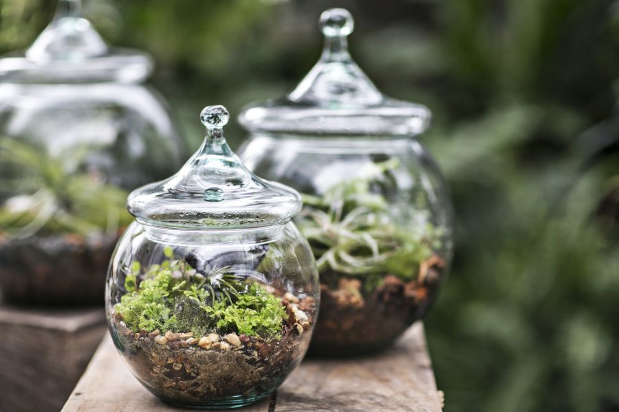 Creating Your Own Terrarium