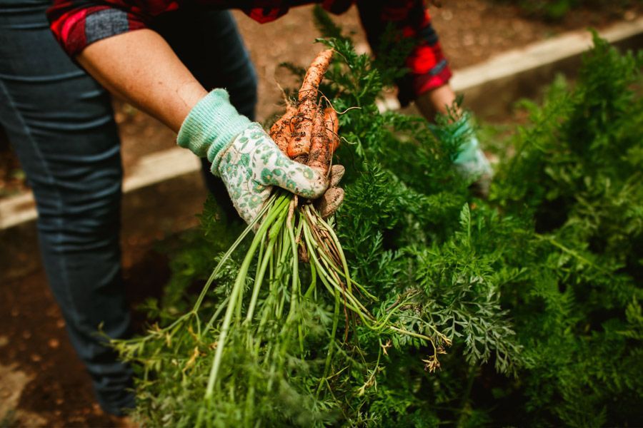 Tuesday Toolkit: Harvesting Your Veggie Garden
