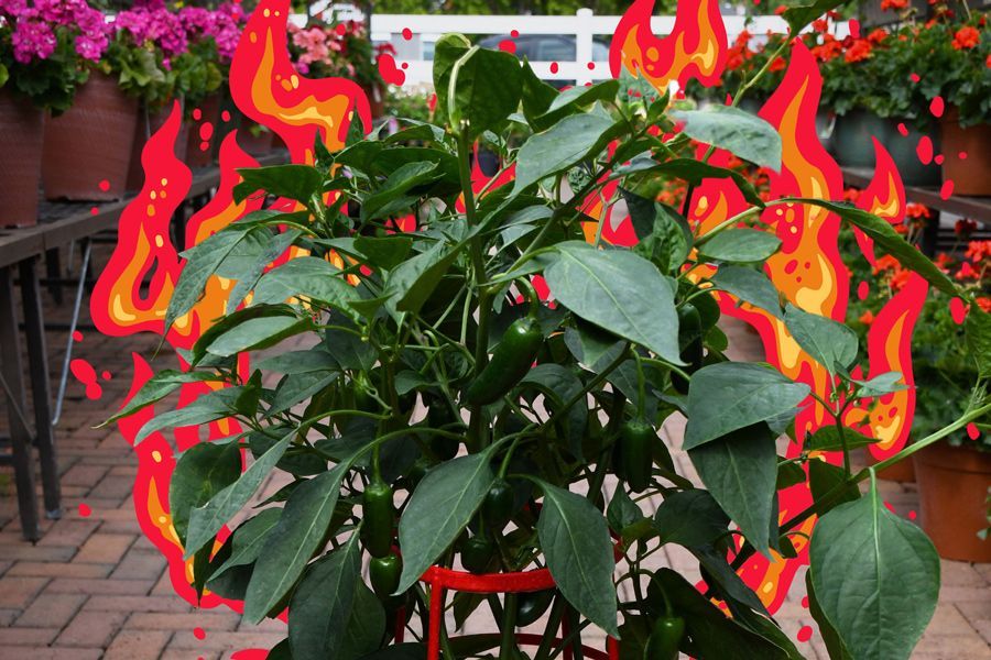 Tuesday Toolkit: Some Like it HOT 