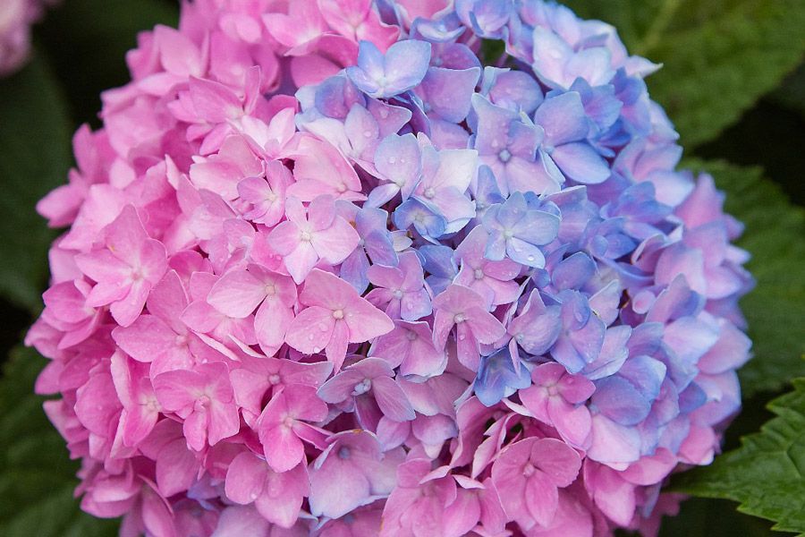 Tuesday Toolkit: The Science Behind Hydrangea Color