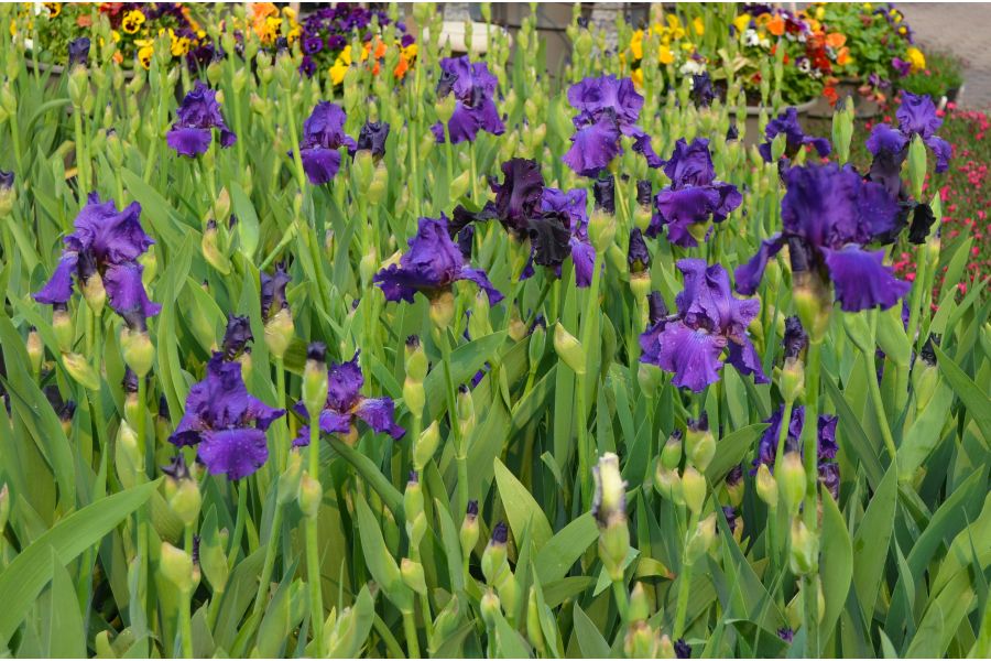 Dividing Perennials in Fall