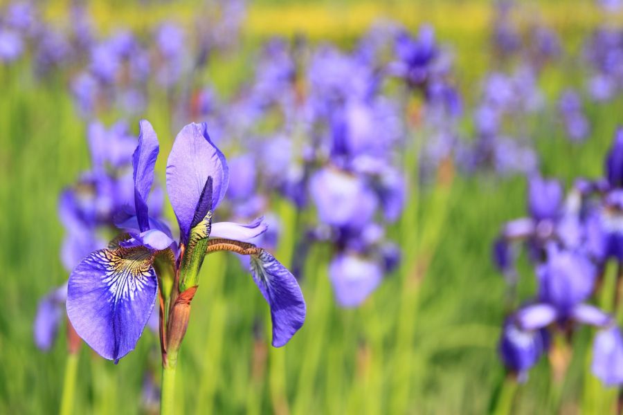 Tips for Dividing Iris and Daylilies