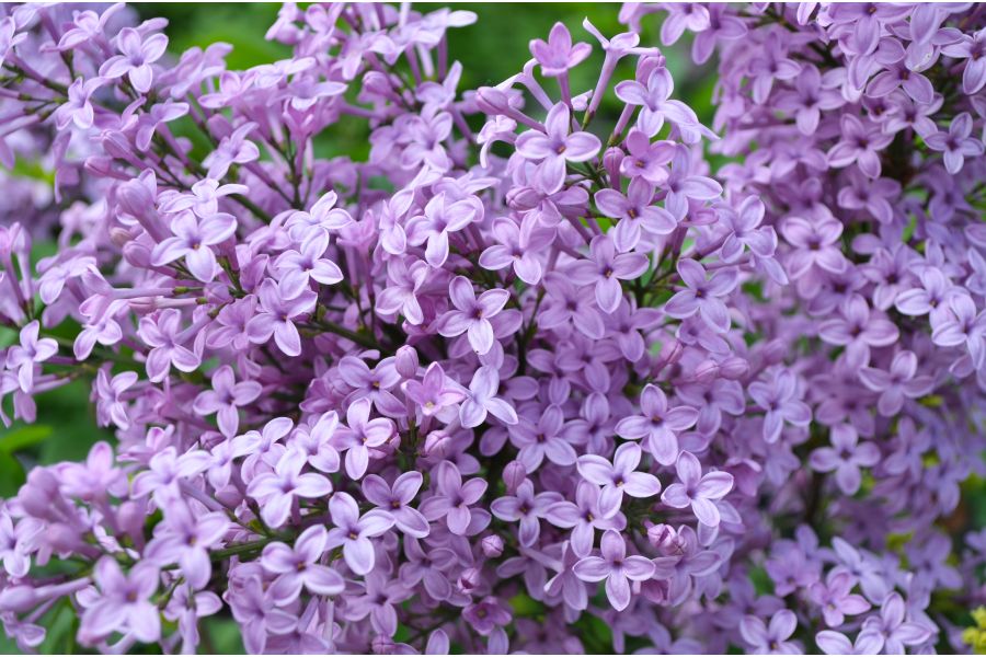 Growing and Caring for Lilacs