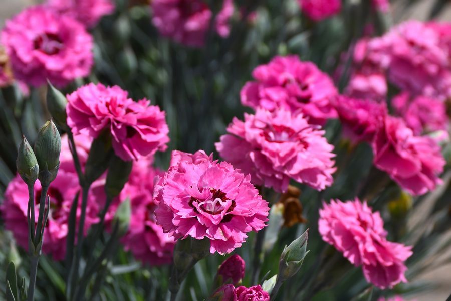 Tuesday Toolkit: Long-Lasting Blooms