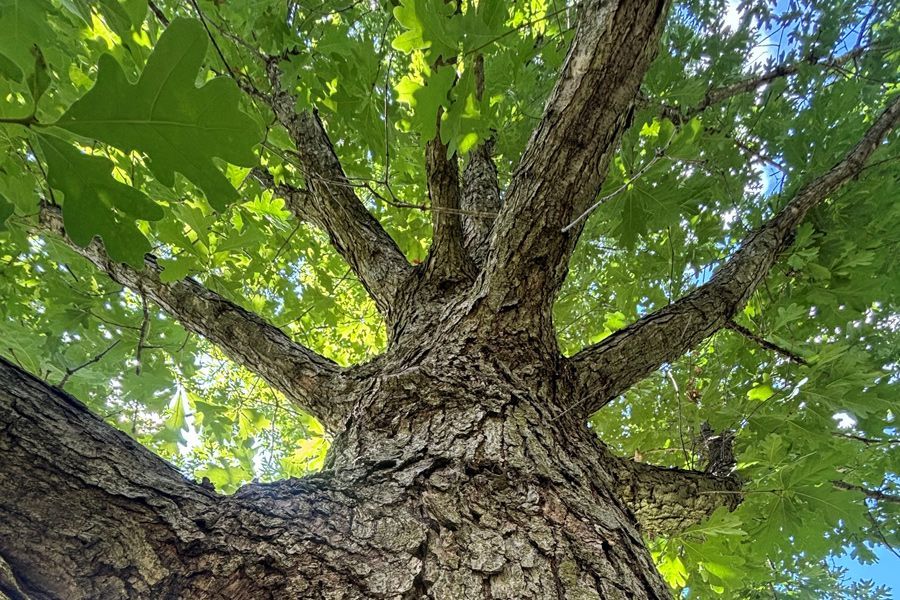 Tuesday Toolkit: Why You Should Plant Native Trees