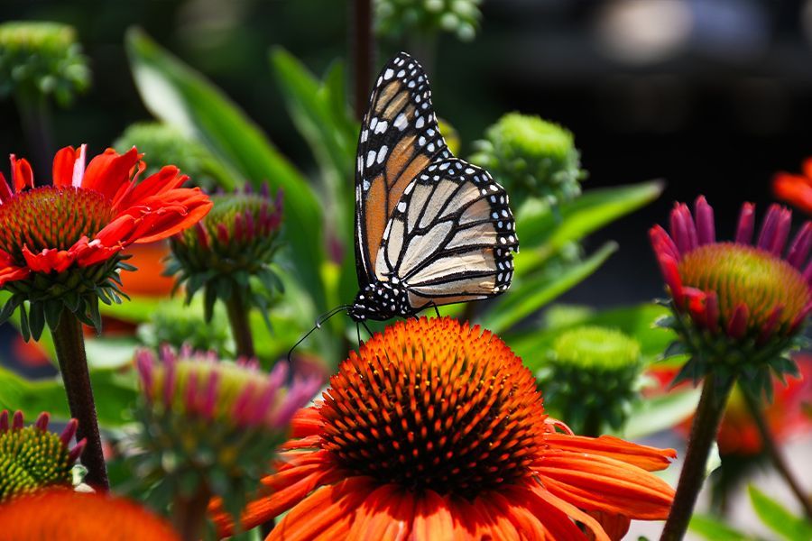 Tuesday Toolkit: Monarch Magic