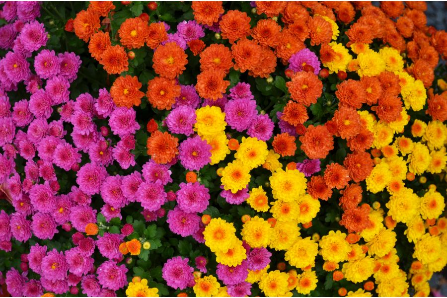 Colorful Fall Annuals