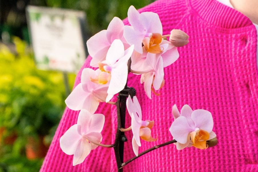Tuesday Toolkit: All About Orchids