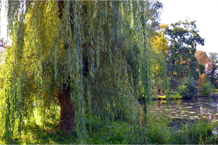 Enhance Your Garden With Weeping Plants