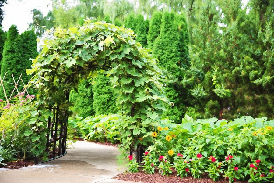 Building a Pergola and Choosing Vines