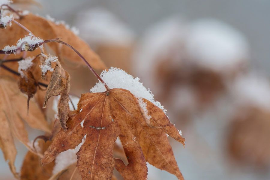 Tuesday Toolkit: Protect Your Plants for Winter